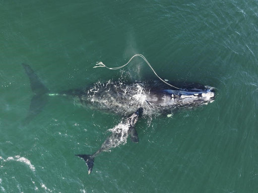 Right Whale Gives Birth While Tangled In Fishing Gear